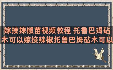 嫁接辣椒苗视频教程 托鲁巴姆砧木可以嫁接辣椒托鲁巴姆砧木可以